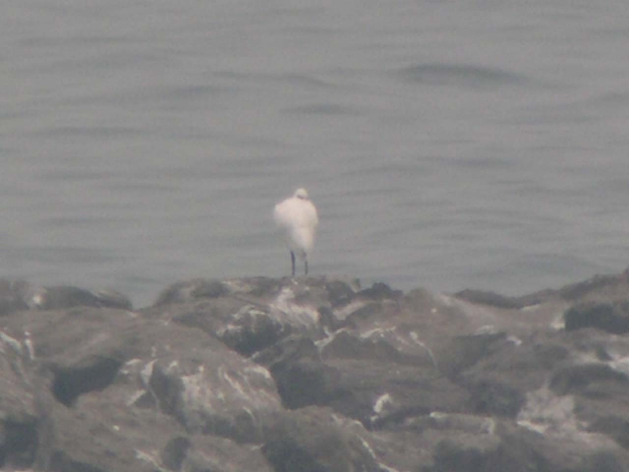 ★先週末の鳥類園(11/3、5-6)_e0046474_19595452.jpg