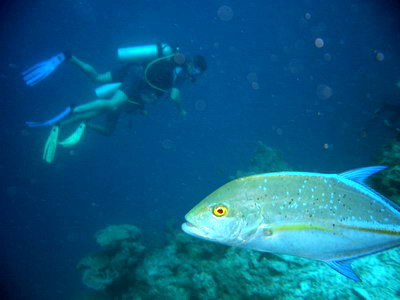 2005/10/29(土) - 2 Dive　No.226 - Beacon Reef　[Similan]_a0002177_21214381.jpg