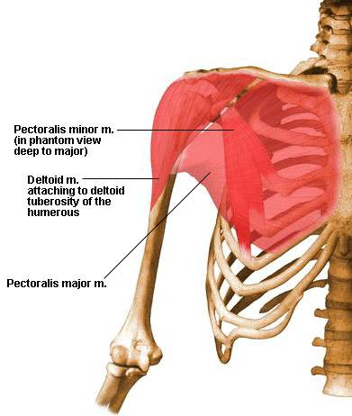 Muscles That Move The Humerus Axial Muscles To That Light Muscles That Move The Humerus Axial Muscles To That Light