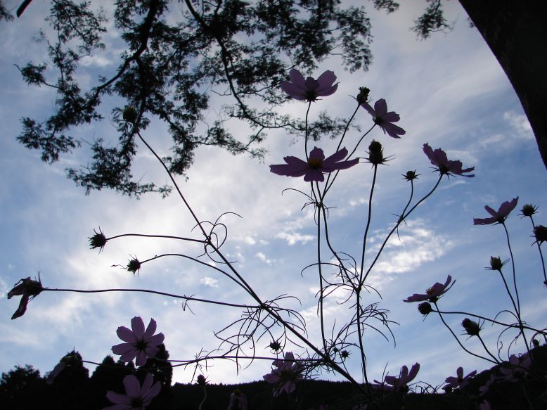 e0005887_20291750.jpg