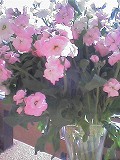 c0033992_1427869.jpg