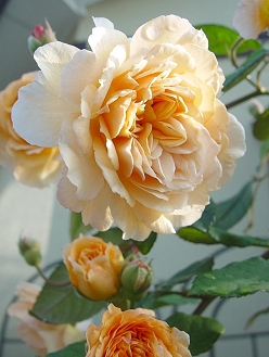d0050399_04871.jpg