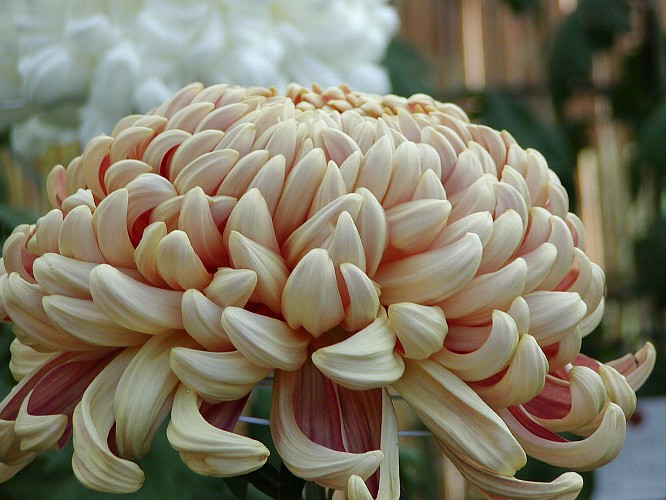 a0009600_214254.jpg