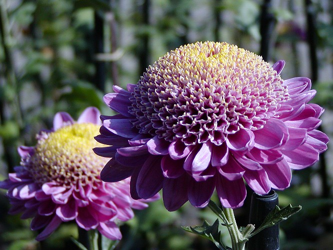 a0009600_232152.jpg