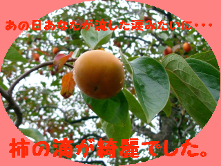【2005.11.06】。。☆雨と柿と笑顔と空☆。。_e0056707_2495567.jpg