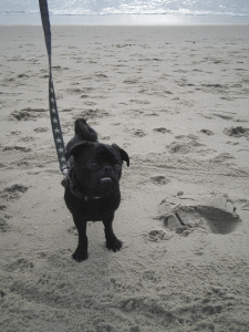 b0035453_18362589.gif