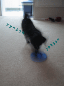 b0035453_18541757.gif