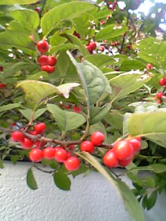 e0003465_17101786.jpg