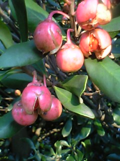 e0003465_1795238.jpg