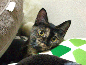 b0039168_11261696.gif