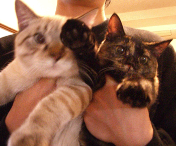 b0039168_1205823.gif