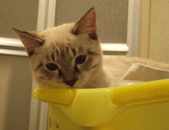 b0039168_1223244.gif