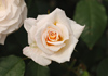 e0017290_12524611.jpg