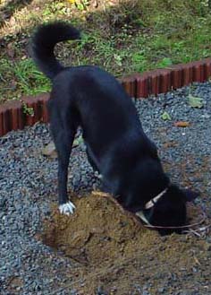【5189】 犬もすなる自己主張_e0083820_2221328.jpg