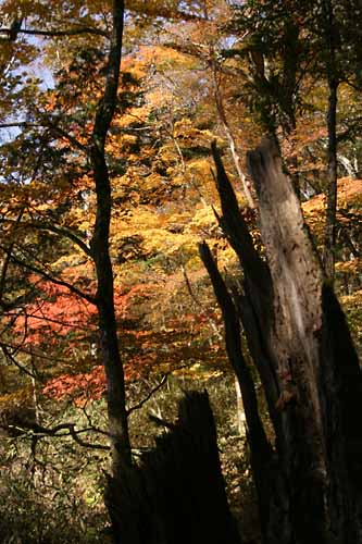 天気がいいので茶臼山へ紅葉を見に行こう　　面の木園地編　その2_e0077631_18514282.jpg