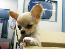 可愛いね~!食べていい?_b0059154_21484678.jpg