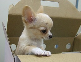 可愛いね~!食べていい?_b0059154_21525662.jpg