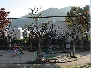 児童公園の鶏ガラの樹_a0057559_22023100.jpg