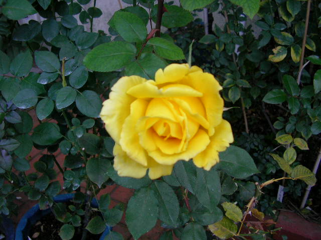 e0086378_9513959.jpg