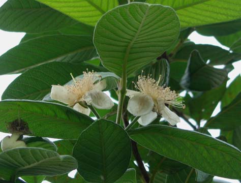 バンシロウの花_e0028387_16122280.jpg