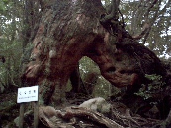 憧れの屋久島　～ノーメイクの３日間②～_b0057993_23282418.jpg