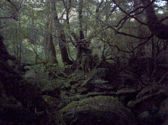 憧れの屋久島　～ノーメイクの３日間②～_b0057993_23293864.jpg