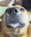c0025593_11415534.gif