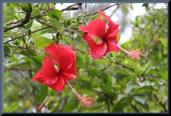 ベトナムの花 ２ ハイビスカス えるだま 世界の国から