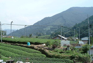 静岡近代茶業の源流を辿る・Green Tea Tourism _d0022550_858308.gif