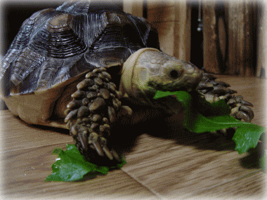 b0055276_21542565.gif