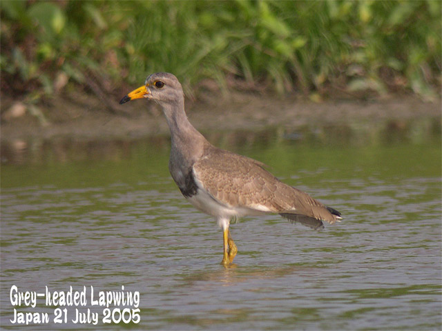 ケリ　　　Grey-headed Lapwing_c0071489_23626100.jpg