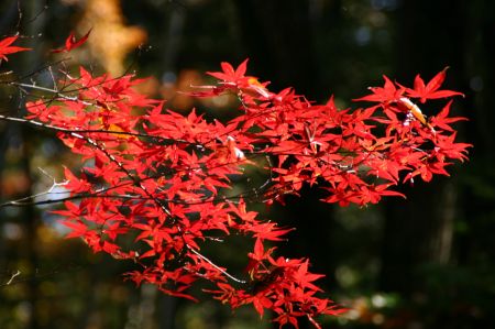 軽井沢の紅葉・快晴_c0011696_9144299.jpg