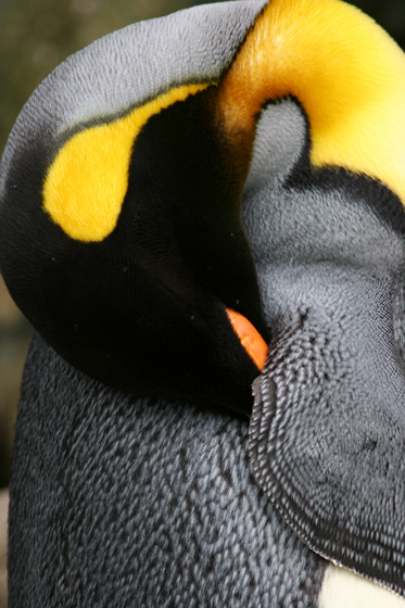 勾玉_b0016600_9515250.jpg