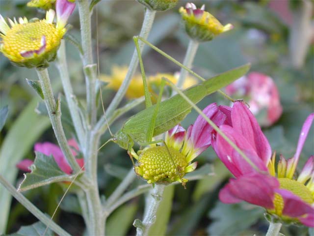 菊の花びらをバッタに食べられました 昆虫ブログ むし探検広場 菊の花びらをバッタに食べられました 昆虫ブログ むし探検広場