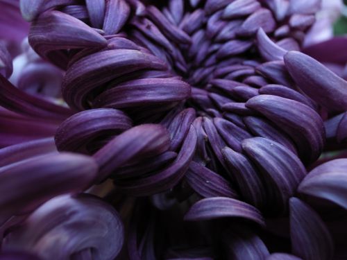 紫の菊・・・・・・オンライン写真展を見て_c0071611_10254873.jpg