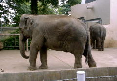 上野動物園のモノレール【2001年6月】_a0054016_163242.jpg