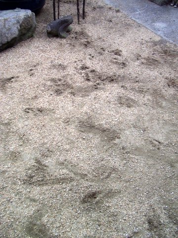 c0021726_1105226.jpg
