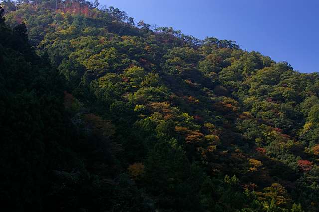 またまた紅葉_a0056769_2145615.jpg