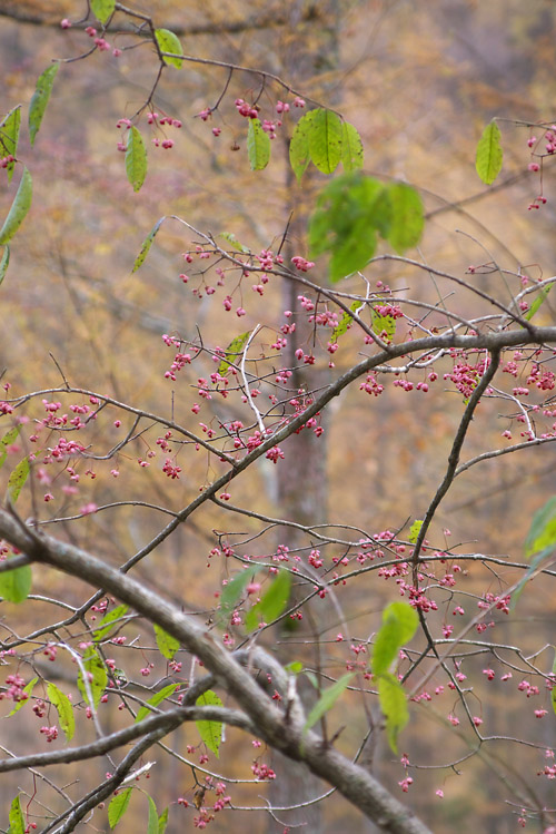 c0054876_6533710.jpg