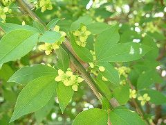 e0070891_18171351.jpg