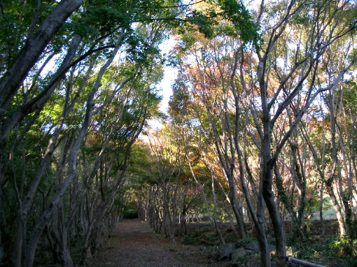 c0036203_19551211.jpg