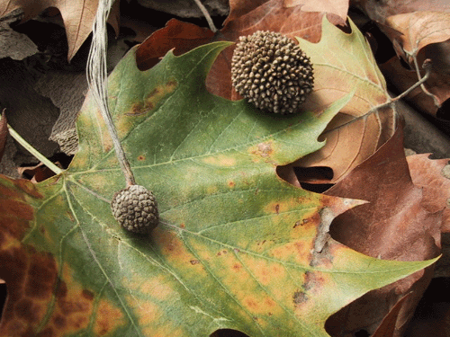 d0015006_21125168.gif