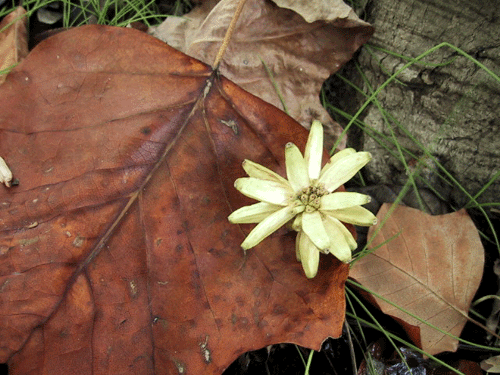 d0015006_21141844.gif
