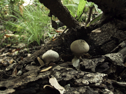 d0015006_21185786.gif