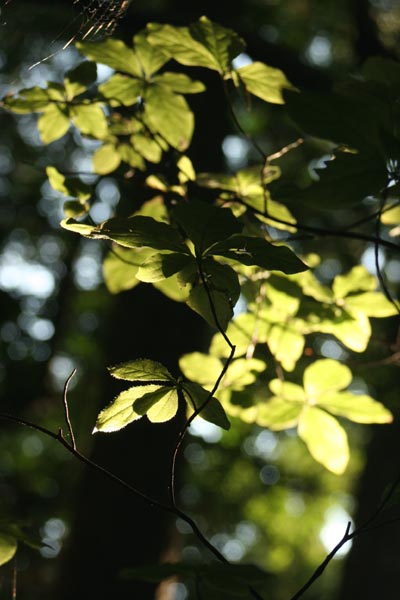 e0045106_1893780.jpg