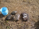 b0026615_15385815.jpg