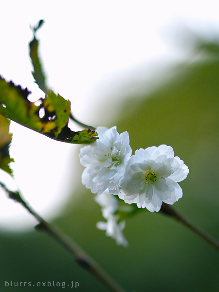 霜白華（ＳＯＵＨＡＫＫＡ）_d0024721_13115545.jpg