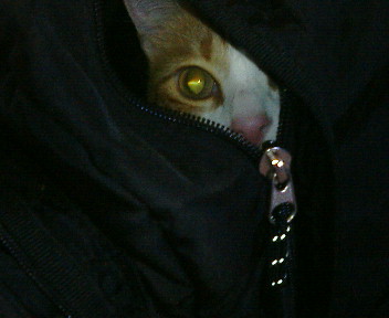 不良飼主_b0019333_2352193.jpg
