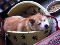 感謝しよな、サイ。_c0049950_1495336.jpg