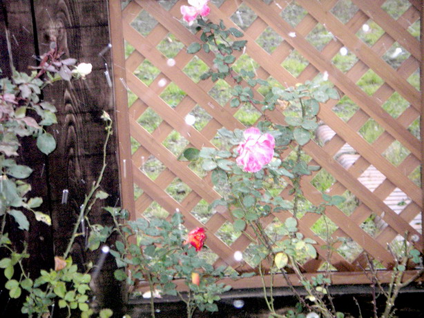a0054504_15822.jpg